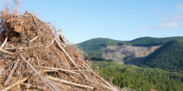 Forest fibres key to reinvigorating rural B.C. towns, says resource adviser