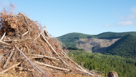Forest fibres key to reinvigorating rural B.C. towns, says resource adviser