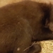 Injured bear cub hops a chopper to wildlife rescue