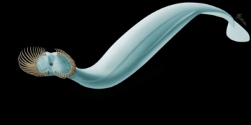 Ancient, spiky-headed worm discovered in B.C. fossils