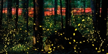 Canada’s capital alight with the glow of fireflies