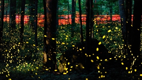 Canada’s capital alight with the glow of fireflies
