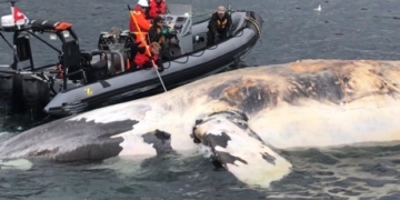 Feds to force ships to slow down to prevent whale deaths in Gulf of St. Lawrence