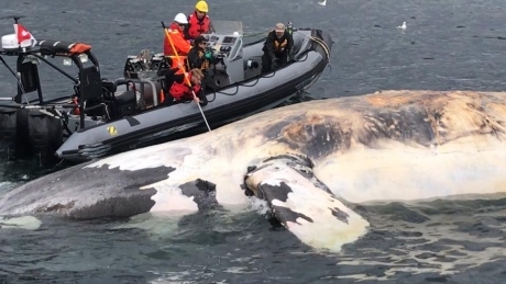 Feds to force ships to slow down to prevent whale deaths in Gulf of St. Lawrence