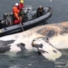 Feds to force ships to slow down to prevent whale deaths in Gulf of St. Lawrence