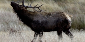 2 bull elk in Banff put down after charging incidents