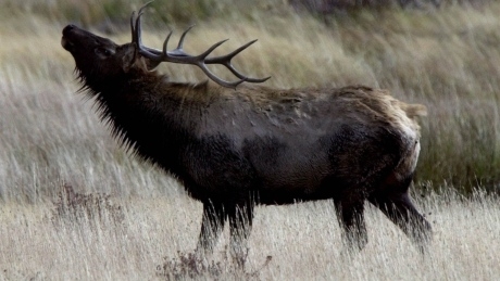 2 bull elk in Banff put down after charging incidents