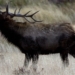 2 bull elk in Banff put down after charging incidents