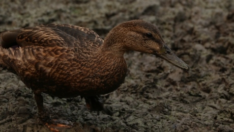 ‘It’s more or less a mud swamp’: wildlife get stuck in dried Jericho Beach pond