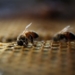 Beekeeper breeds bees fit for Vancouver Island life