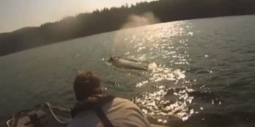 ‘Just a fantastic feeling’: Entangled humpback rescued off B.C. coast