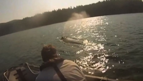 ‘Just a fantastic feeling’: Entangled humpback rescued off B.C. coast