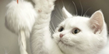 Why feeding your pet a low-protein diet may lower its carbon footprint