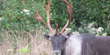 Last Lake Superior caribou herd could vanish thanks to hungry wolves