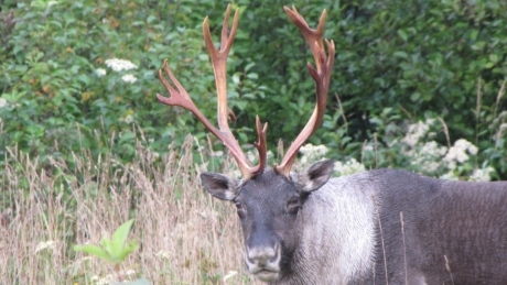 Last Lake Superior caribou herd could vanish thanks to hungry wolves