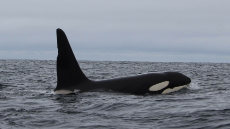 Ships slowing in busy West Coast channel to protect endangered orcas
