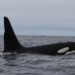 Ships slowing in busy West Coast channel to protect endangered orcas