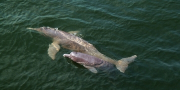 Monkey, dolphin among hundreds of new species found in Amazon