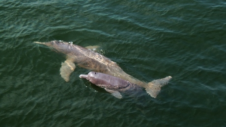 Monkey, dolphin among hundreds of new species found in Amazon