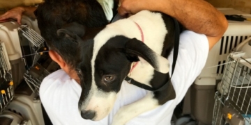 ‘We keep on going back out there’: The race to save Houston’s abandoned pets