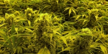 Sask. government launches cannabis survey as part of ‘aggressive’ legalization timeline: minister