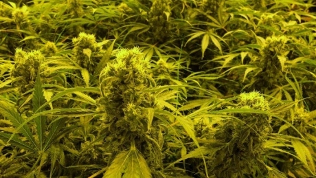 Sask. government launches cannabis survey as part of ‘aggressive’ legalization timeline: minister