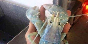 Ghostly, translucent lobster caught off Maine