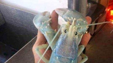 Ghostly, translucent lobster caught off Maine