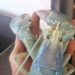 Ghostly, translucent lobster caught off Maine