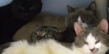 Couple hands over 56 ‘poorly kept’ cats to Victoria SPCA