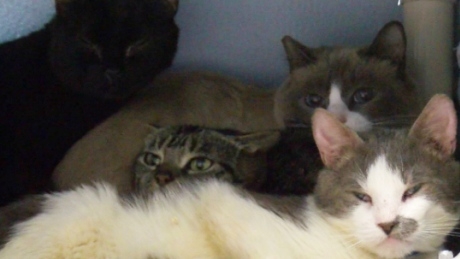 Couple hands over 56 ‘poorly kept’ cats to Victoria SPCA