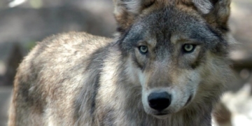 And then there were none: Last 2 wolves leave Banff’s Bow Valley