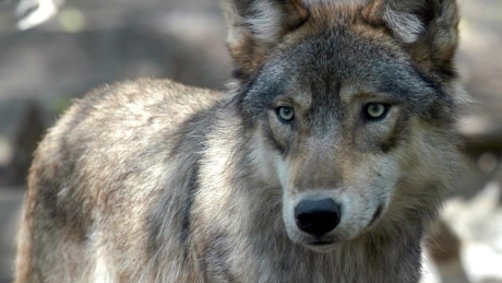 And then there were none: Last 2 wolves leave Banff’s Bow Valley