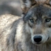 And then there were none: Last 2 wolves leave Banff’s Bow Valley