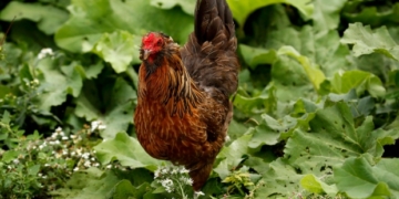Backyard chicken trend causes spike in infections, 1 fatal, CDC reports