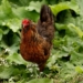Backyard chicken trend causes spike in infections, 1 fatal, CDC reports
