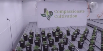 Marijuana industry taking root in TX