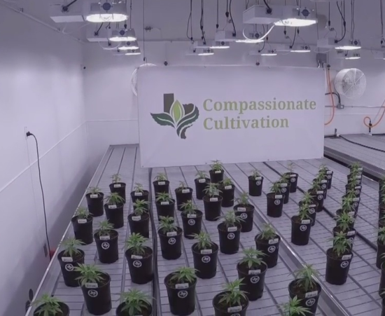 Marijuana industry taking root in TX