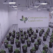 Marijuana industry taking root in TX