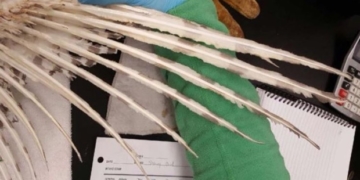 Snowy owl survives apparent fiery flight through methane flare