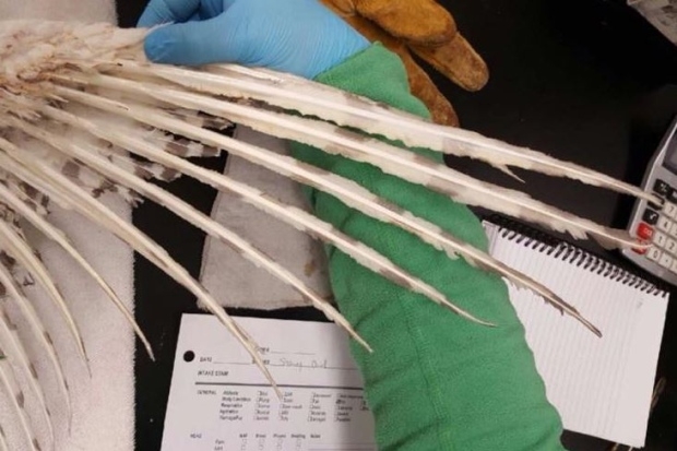 Snowy owl survives apparent fiery flight through methane flare