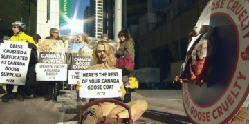 PETA targets Alberta coyote trappers with Canada Goose protest