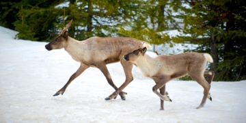 Federal government urged to intervene to manage Alberta's threatened caribou