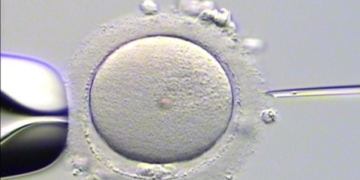 'Another woman gave birth to my child': surrogate sues fertility clinic