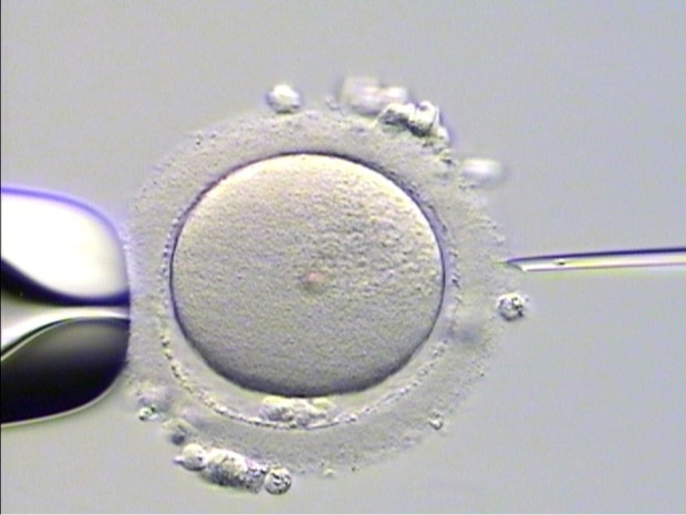 'Another woman gave birth to my child': surrogate sues fertility clinic