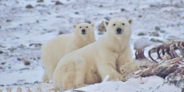 Climate denier blogs ignore sea ice and polar bear science, study finds