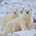 Climate denier blogs ignore sea ice and polar bear science, study finds