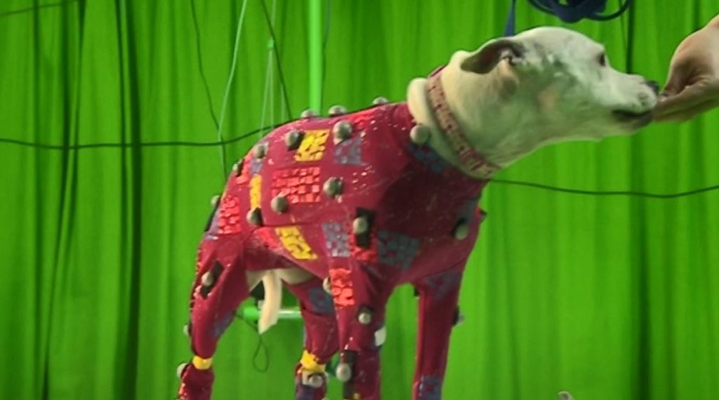 Bath Rescue dogs studied to help actors