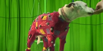 Bath Rescue dogs studied to help actors