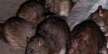 School forced to stop serving hot lunches